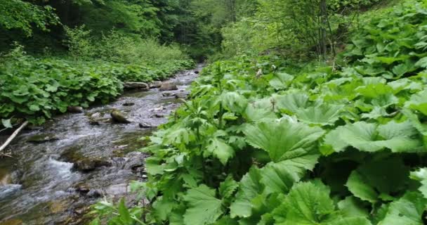 Eau courante dans les montagnes des Carpates — Video