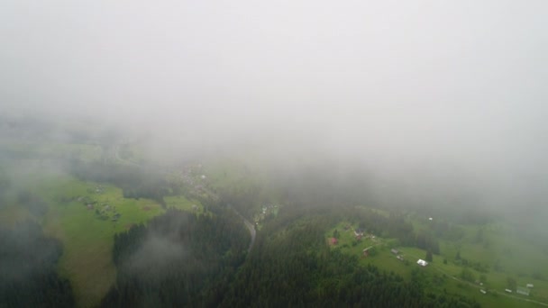 Luftaufnahme des Grünen Waldes — Stockvideo