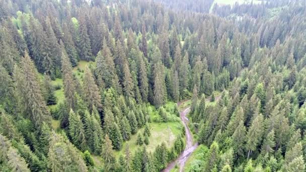 Letecký snímek zeleného lesa — Stock video
