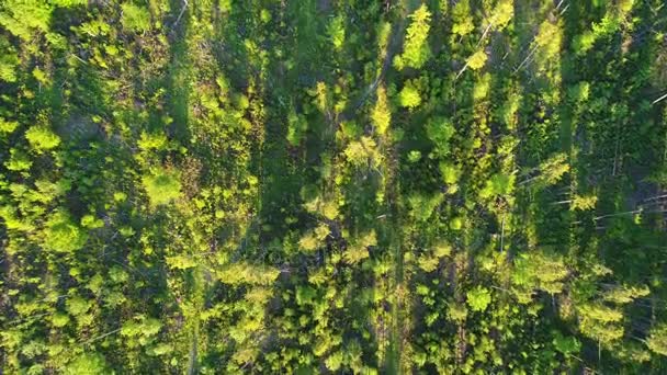 緑の森の空中撮影 — ストック動画