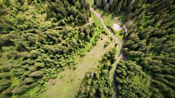 Foto aérea de bosque verde — Vídeo de stock