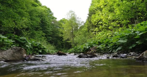 Acqua che scorre nelle montagne dei Carpazi — Video Stock