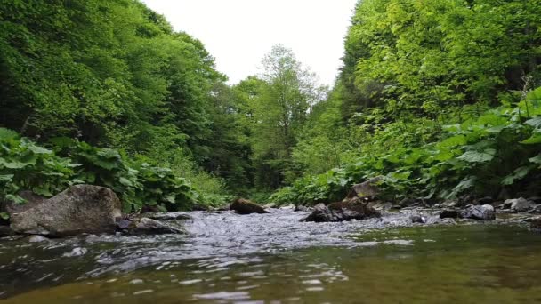 Fließendes Wasser in den Karpaten — Stockvideo