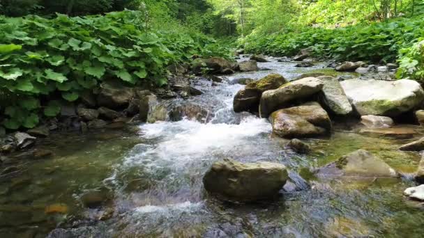 Stromend water in de Karpaten — Stockvideo