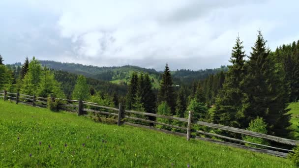 Foto aérea de bosque verde — Vídeos de Stock