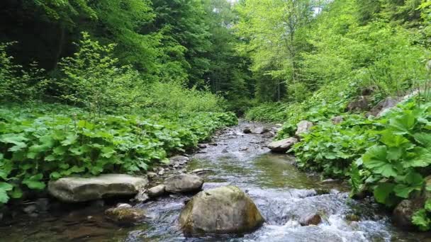Flowing water in Carpathian mountains — Stock Video