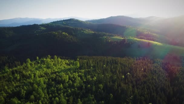 Повітряний постріл зеленого лісу — стокове відео