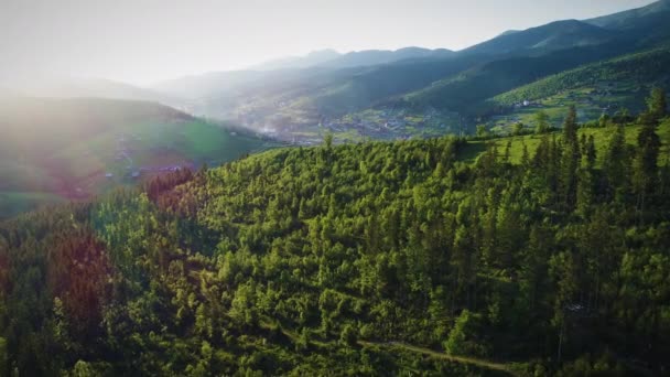 Colpo aereo di foresta verde — Video Stock