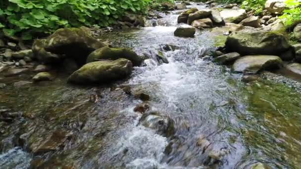 Eau courante dans les montagnes des Carpates — Video