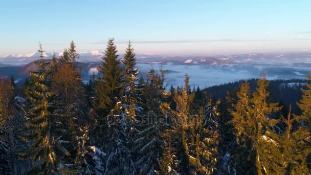 Montañas de Cárpatos en la puesta del sol en invierno — Vídeo de stock