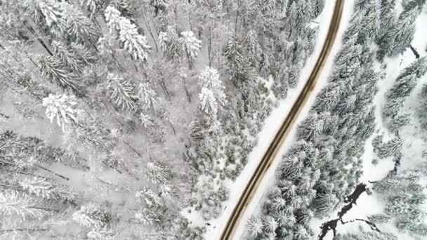 Montañas de Cárpatos con nieve — Vídeo de stock