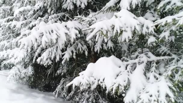 积雪的喀尔巴阡山脉 — 图库视频影像