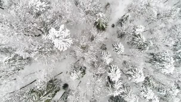 Montañas de Cárpatos con nieve — Vídeo de stock