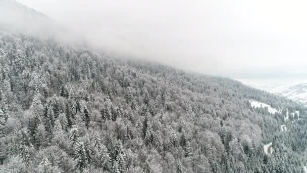 Montanhas dos Cárpatos com neve — Vídeo de Stock