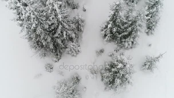 Montañas de Cárpatos con nieve — Vídeo de stock