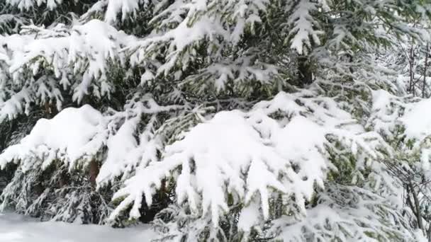 Montañas de Cárpatos con nieve — Vídeo de stock