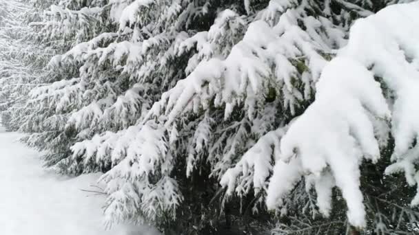 积雪的喀尔巴阡山脉 — 图库视频影像