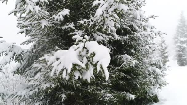 Carpathian mountains with snow — Stock Video