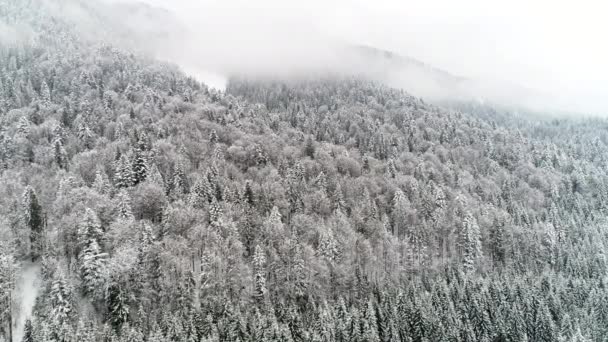 Montanhas dos Cárpatos com neve — Vídeo de Stock