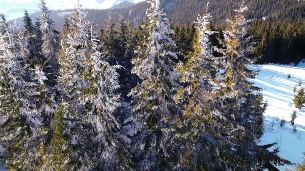 겨울에 햇볕이 잘 드는 시간에 산 — 비디오