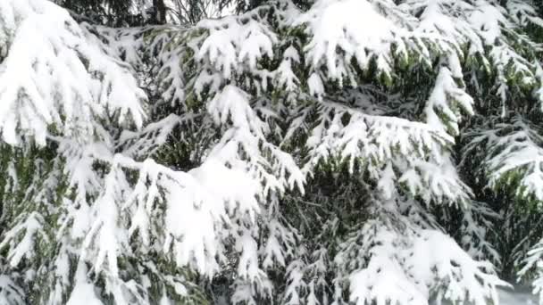 Montañas de Cárpatos con nieve — Vídeo de stock