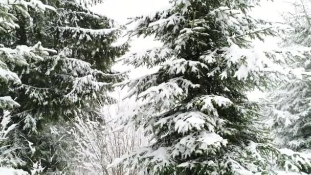 Montanhas dos Cárpatos com neve — Vídeo de Stock