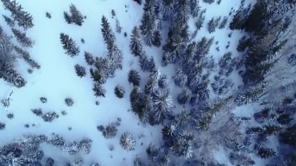 Karpatlar, kış — Stok video