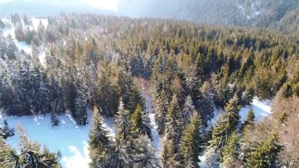 Montanhas Cárpatas no inverno — Vídeo de Stock