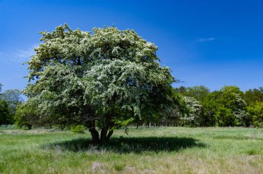 Güzel pofuduk çiçek açan ağaç tarlada yetişiyor.