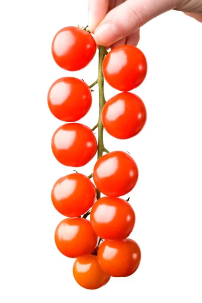 Ripe cherry tomatoes on branch, isolated on white — Stockfoto