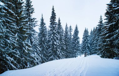 Karlı kış kayak gezisi bir ormanda gerçekleşir.