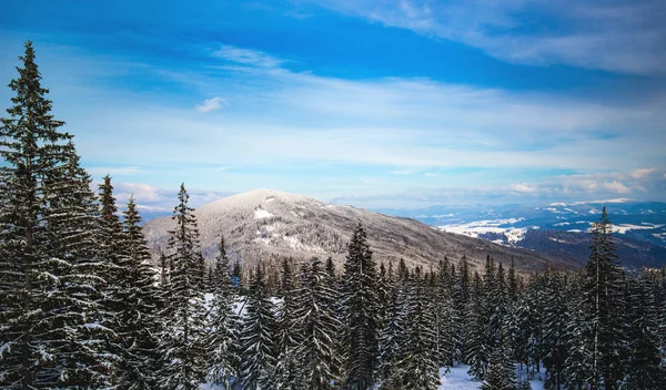 Belo inverno paisagem ensolarada de floresta de inverno — Fotografia de Stock