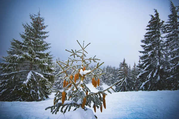 Beau paysage forestier d'hiver avec petit sapin — Photo