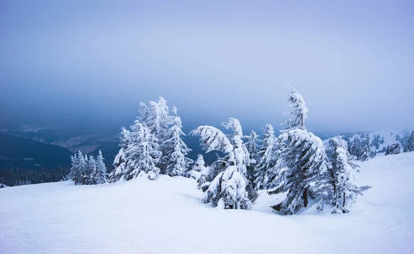 Harde winterlandschap hellende sparren bomen — Stockfoto