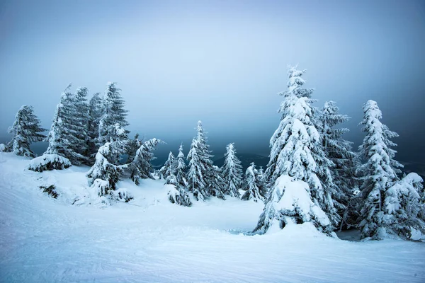 Sapins se balançant dans le vent dans la neige — Photo