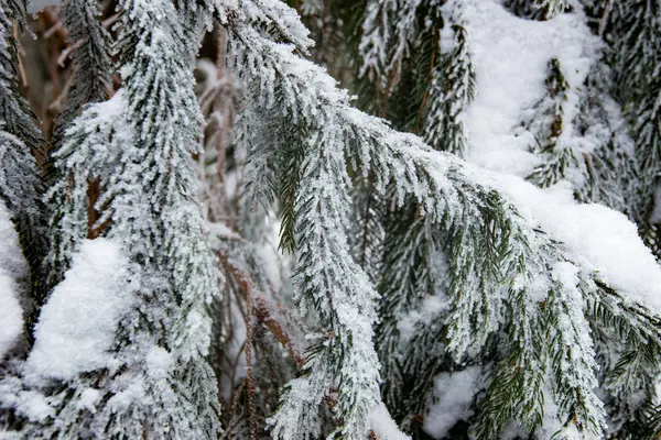 Gros plan de belles branches de sapin neigeux lisses — Photo