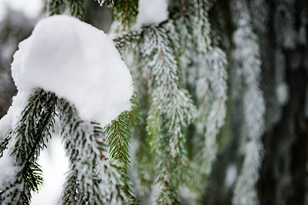 Close-up van mooie gladde besneeuwde dennentakken — Stockfoto