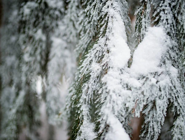 Close-up van met sneeuw bedekte, bevroren sparren — Stockfoto