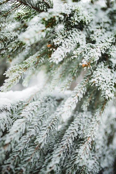 Close-up van met sneeuw bedekte, bevroren sparren — Stockfoto