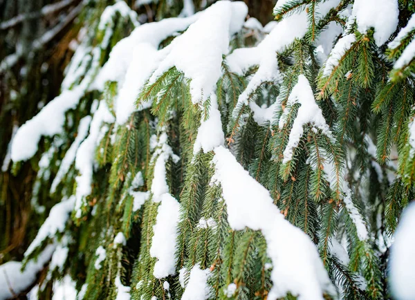 Épinette verdoyante congelée branches — Photo