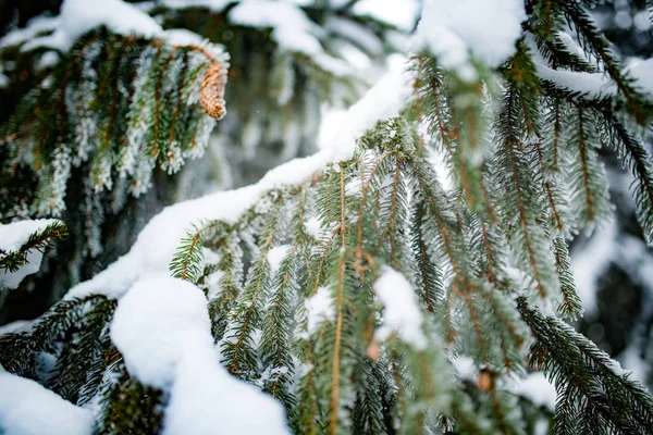 Met een laag sneeuw bedekte takken van dennen, bevroren — Stockfoto