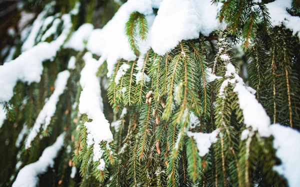 Groen bevroren sparren takken met mooie kegels — Stockfoto