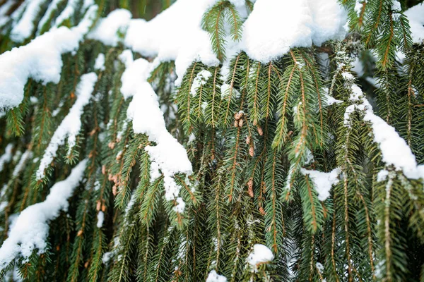 Branches de sapin congelées recouvertes d'une couche de neige — Photo