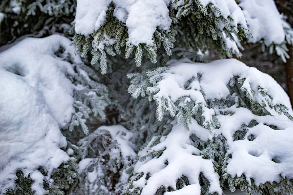 Gros plan des branches épaisses de sapin neigeux — Photo