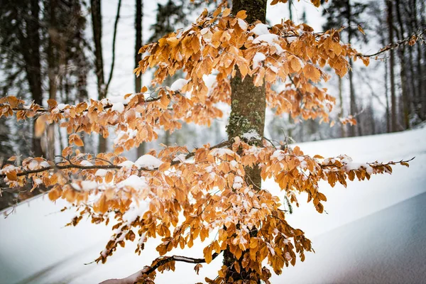 Close-up van een boom met vergeelde bladeren — Stockfoto