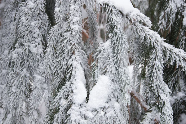 Close-up of beautiful smooth snowy fir branches Stock Image