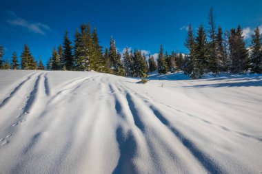 Muhteşem yeşil ladin ağaçlarının güzel manzarası