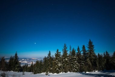 Karlı, uzun köknar ağacının büyüleyici manzarası