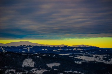 Kozalaklı ağaçların güzel mistik manzarası
