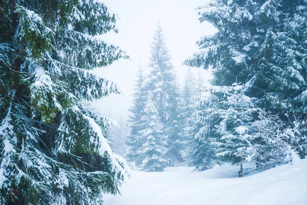 Panorama arrière enchanteur de grands sapins — Photo